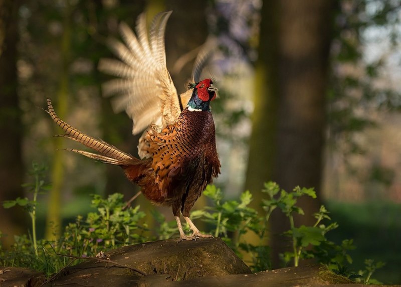 Pheasant man рогатый