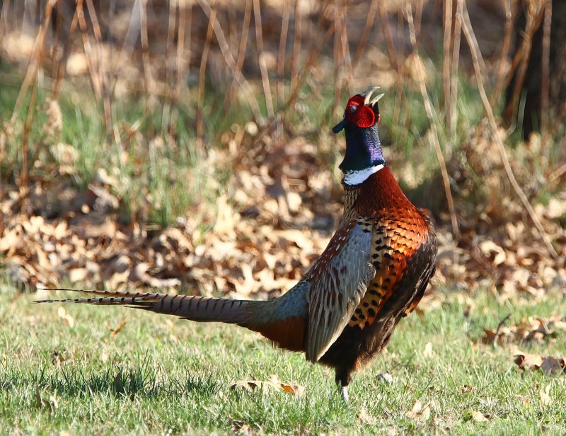 Фазаны (Pheasants)