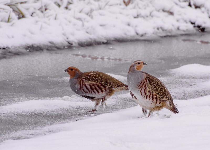 Куропатка птицы зимой (69 фото)
