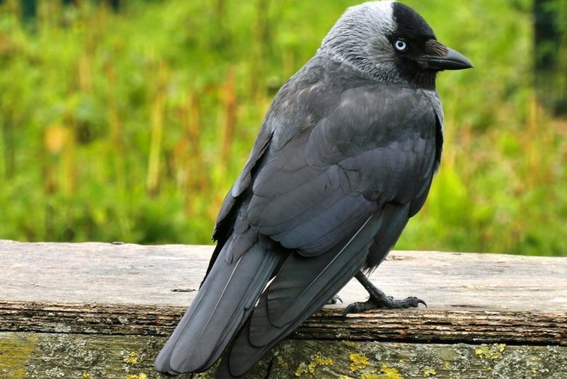 Coloeus monedula птенец