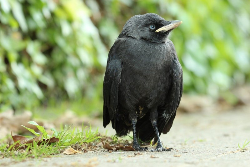 Галка (Corvus monedula)
