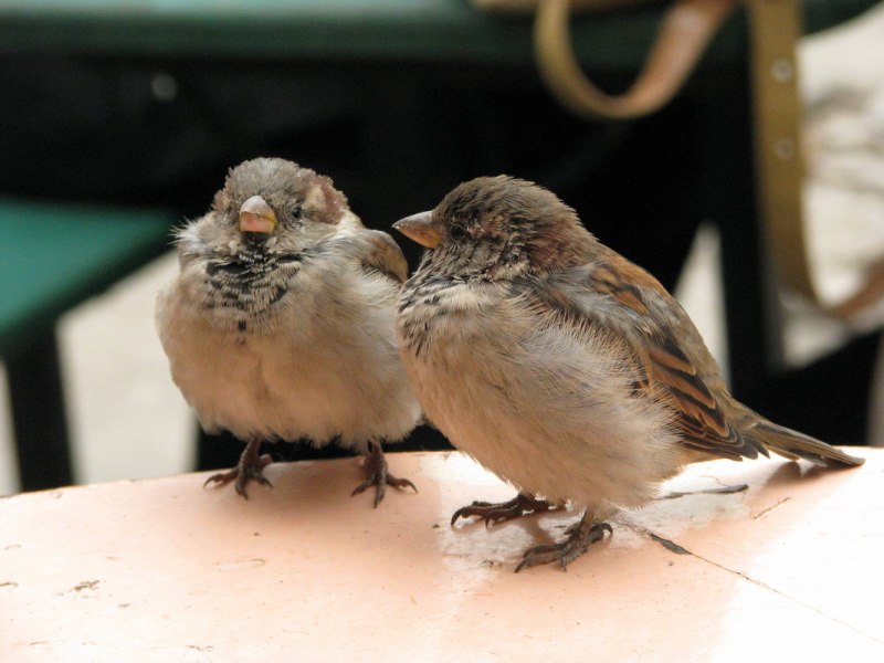 Cute Sparrow