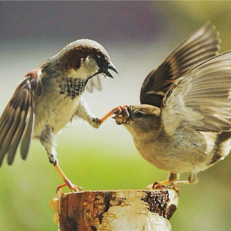 Вид Воробей полевой – passer montanus