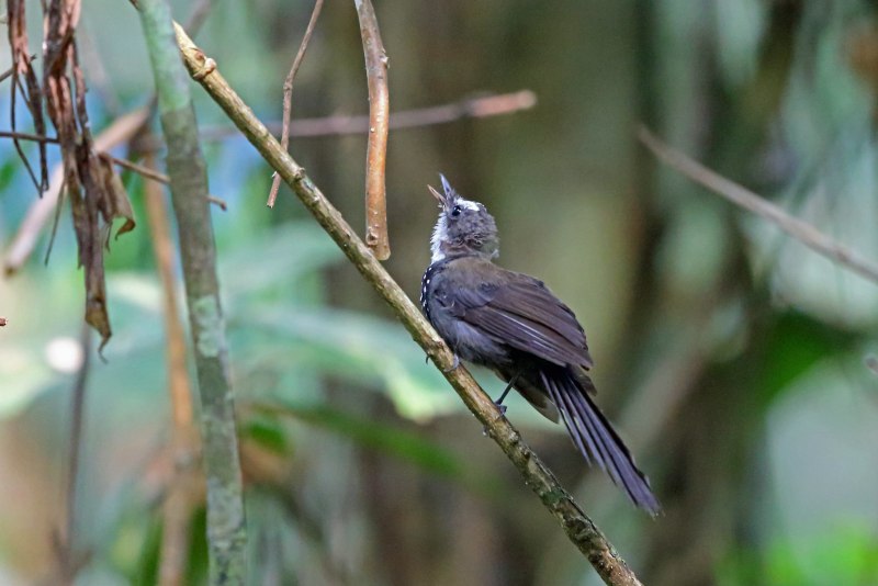 Willie Wagtail