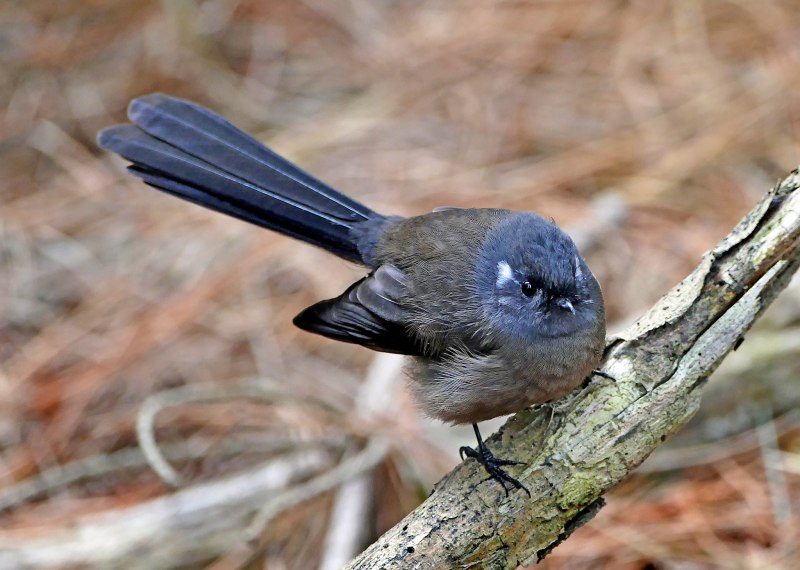 Rhipidura fuliginosa