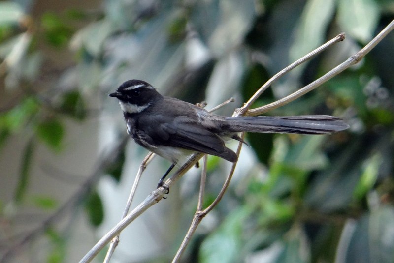 Birds in India