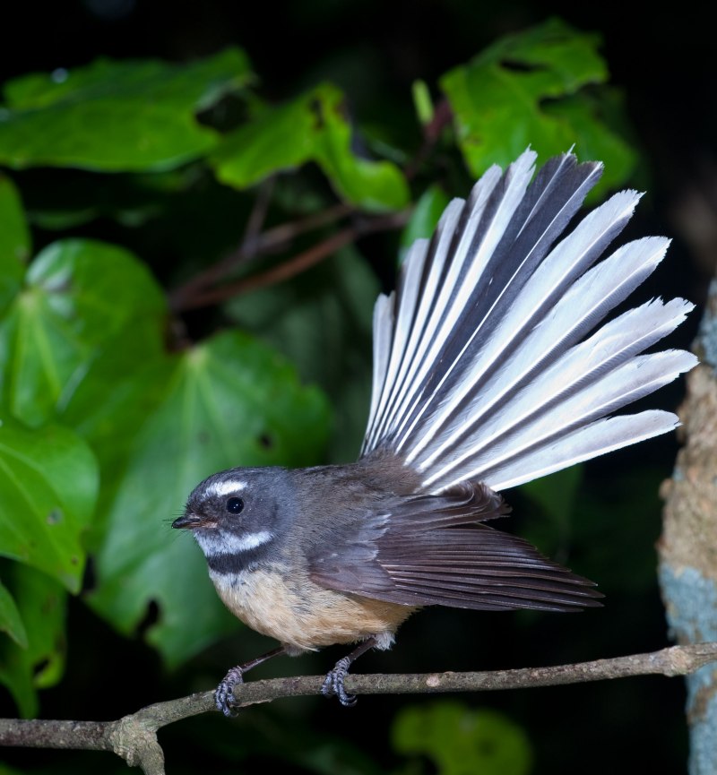 Fantail новая Зеландия