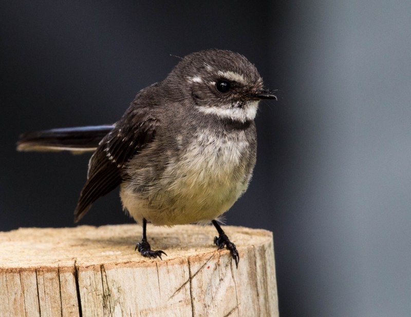Fantail Bird