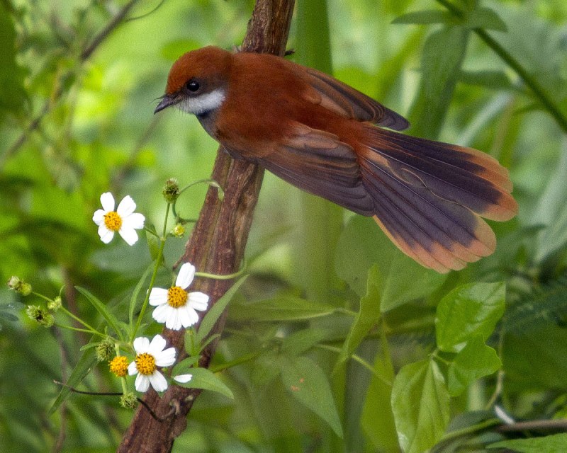 Fantail новая Зеландия