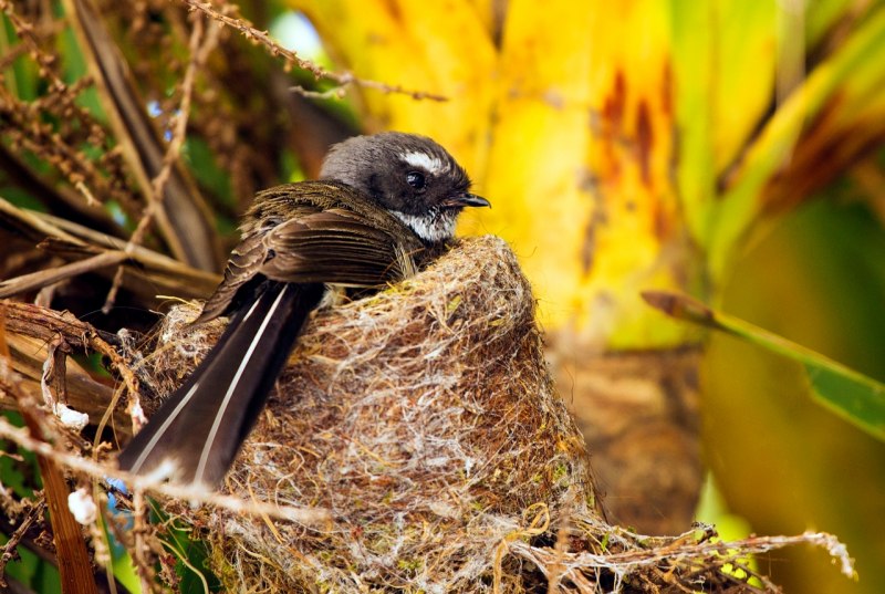 Fantail Bird