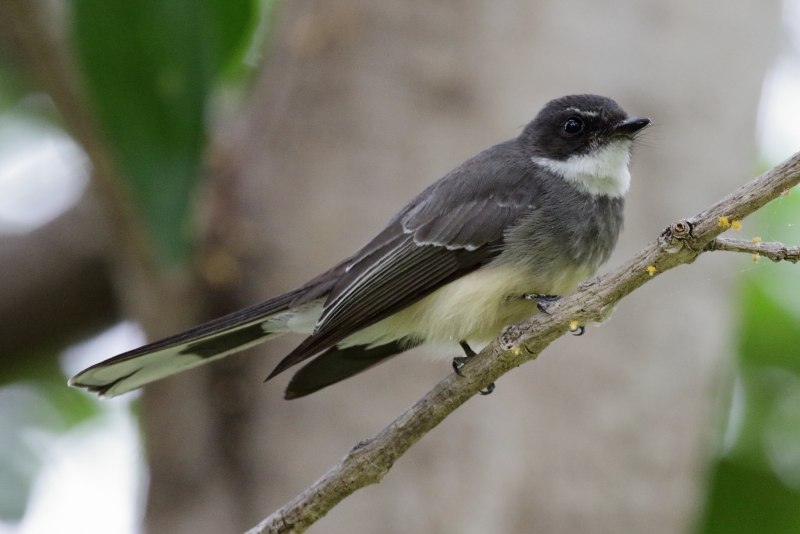 Rhipidura fuliginosa