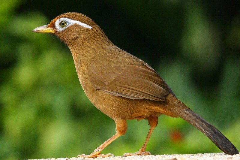 Garrulax morrisonianus