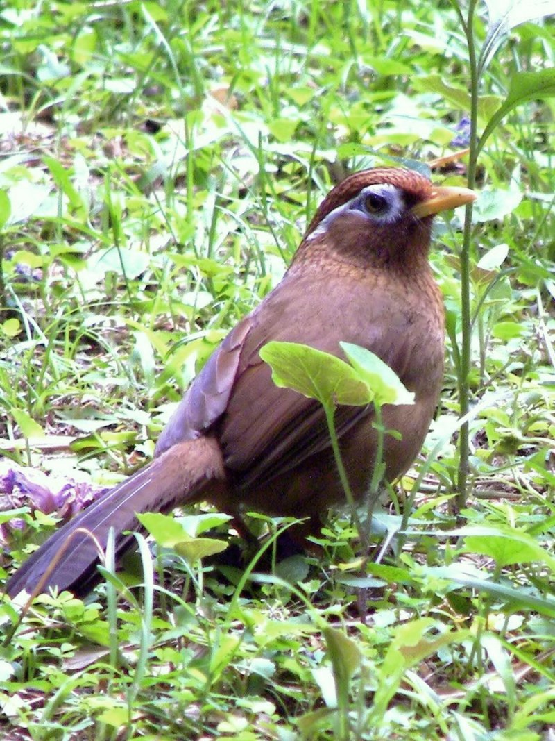 Garrulax chinensis