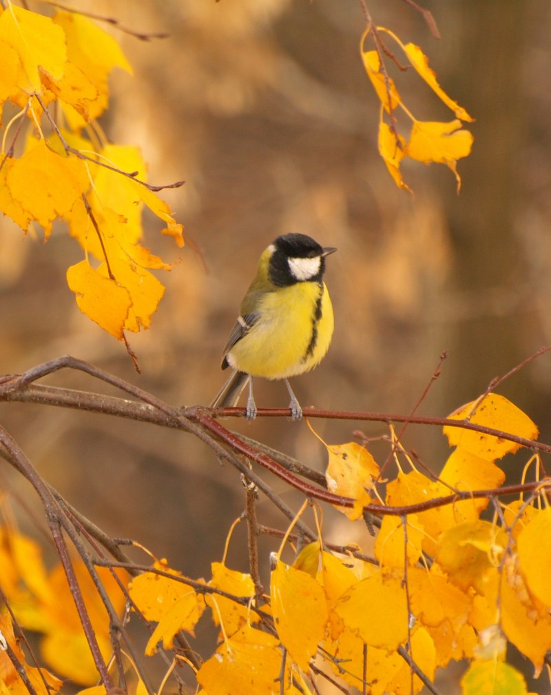Birds Fall