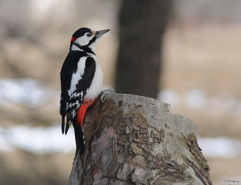 3. Дятел большой пестрый (Dendrocopos Major)