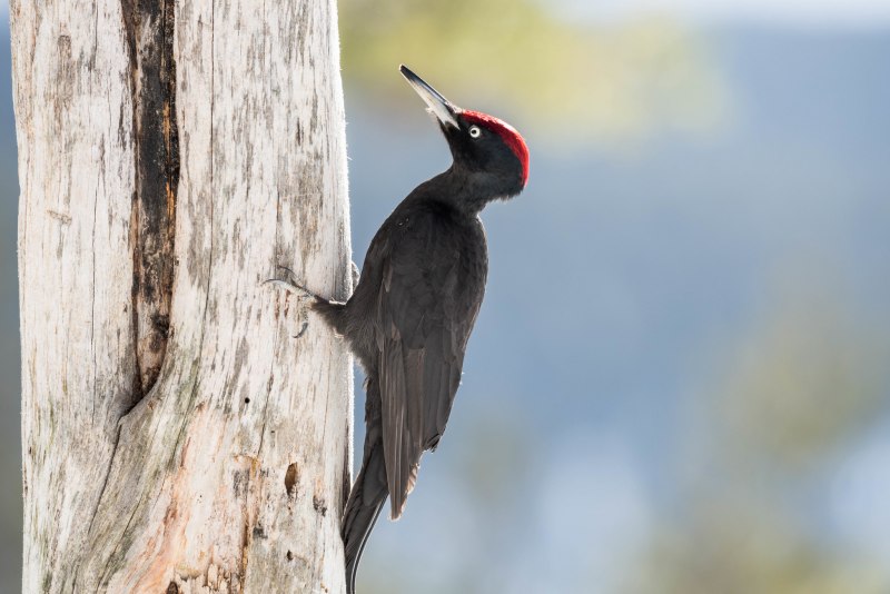 Dendrocopos Major