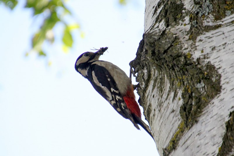 Пёстрый дятел (Dendrocopos Major)