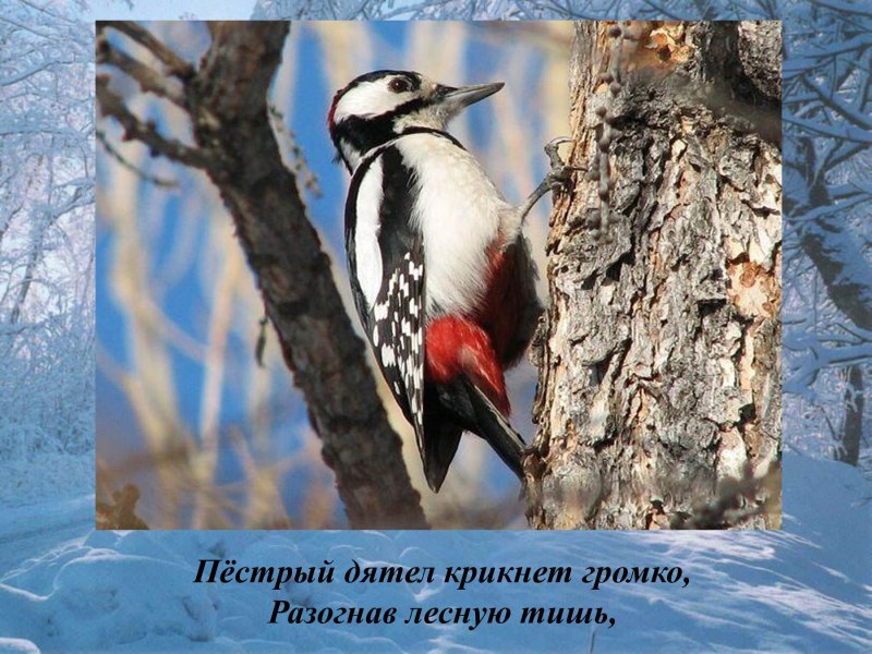 Птичка Воронеж