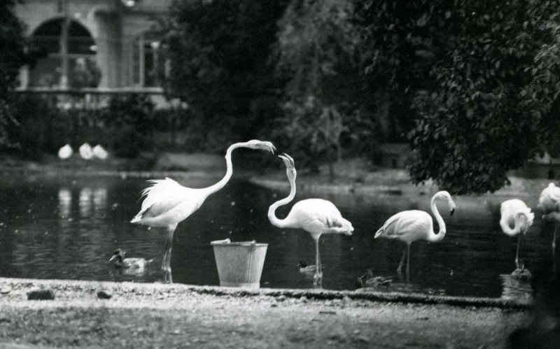 Flamingoes in London