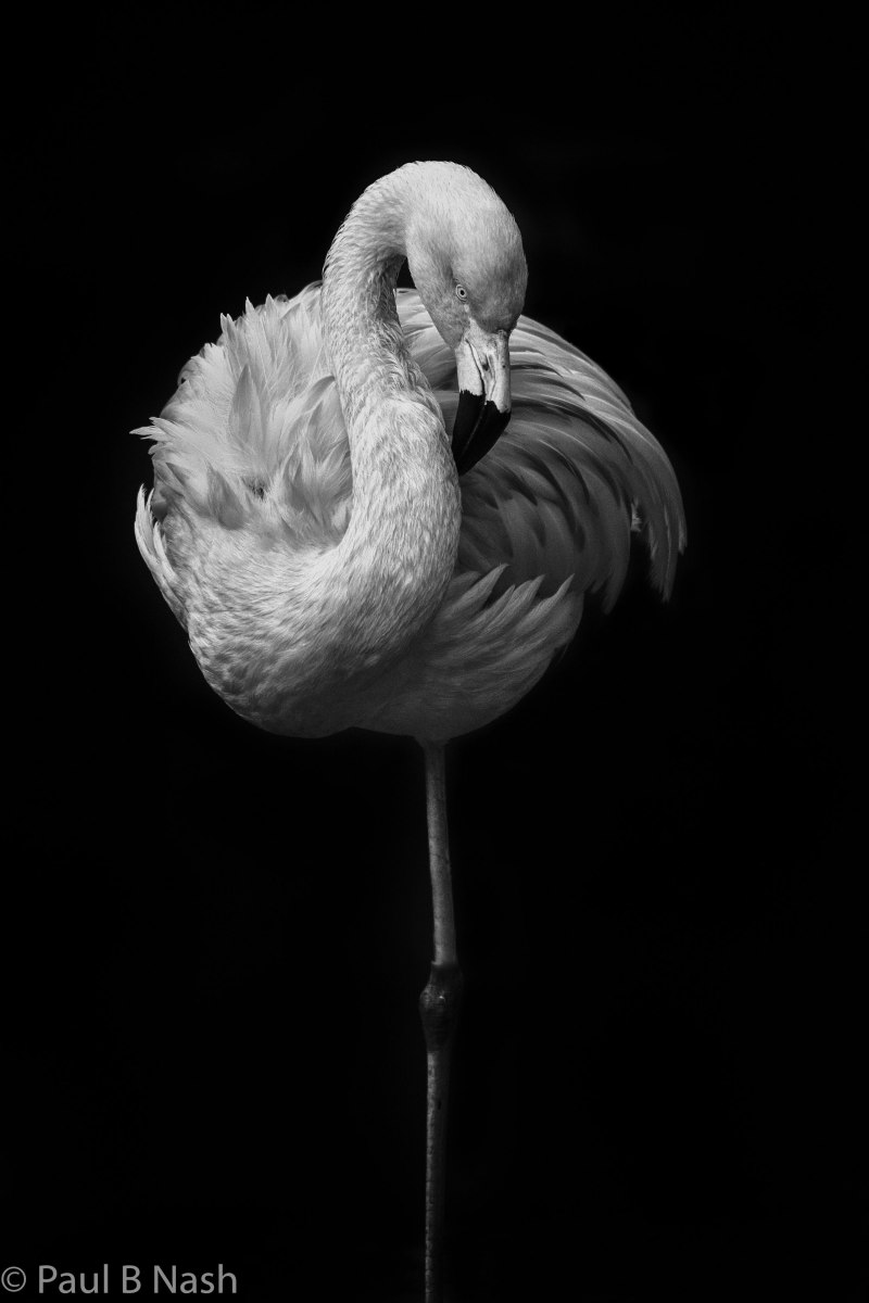 Фламинго черно белое (76 фото)