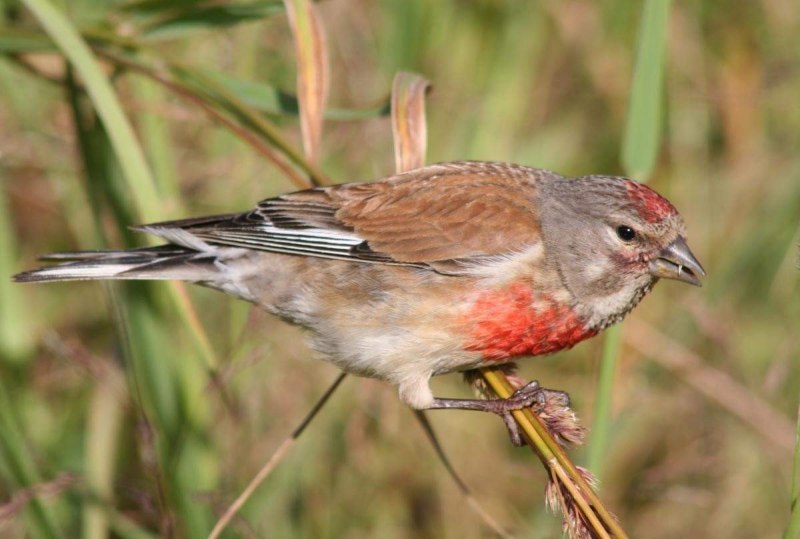 Коноплянка – Acanthis cannabina l.