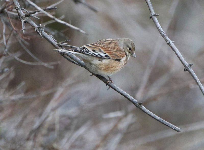 Коноплянка (Acanthis cannabina (Carduelis cannabina))