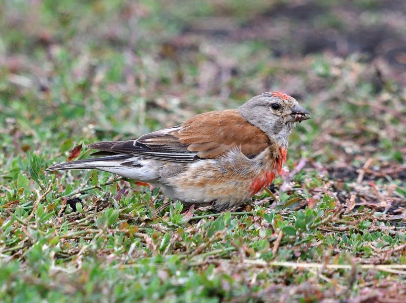 Коноплянка (Acanthis cannabina (Carduelis cannabina))