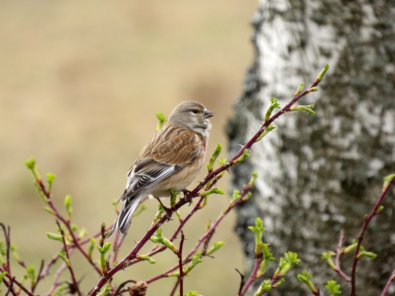 Коноплянка (Acanthis cannabina (Carduelis cannabina))