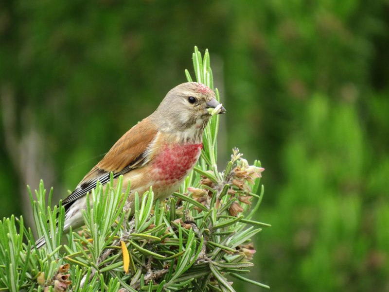 Коноплянка (Acanthis cannabina (Carduelis cannabina))