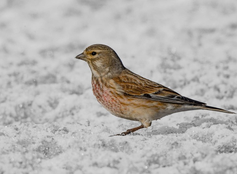 Коноплянка (Acanthis cannabina)
