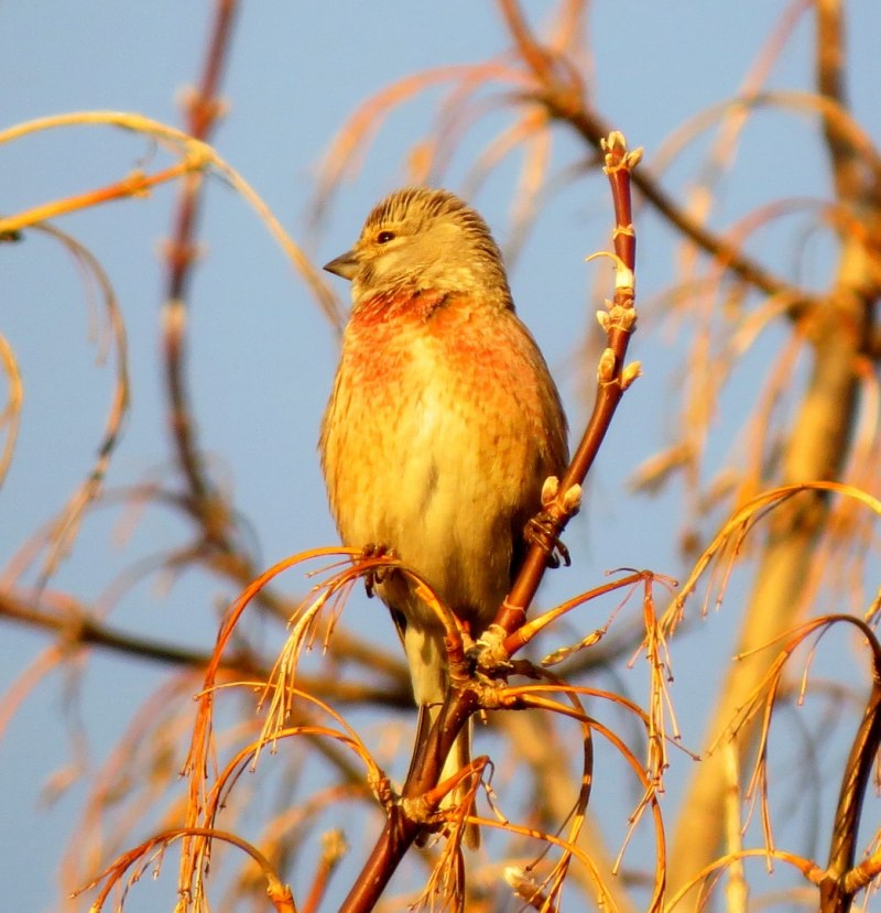 Коноплянка (Acanthis cannabina (Carduelis cannabina))