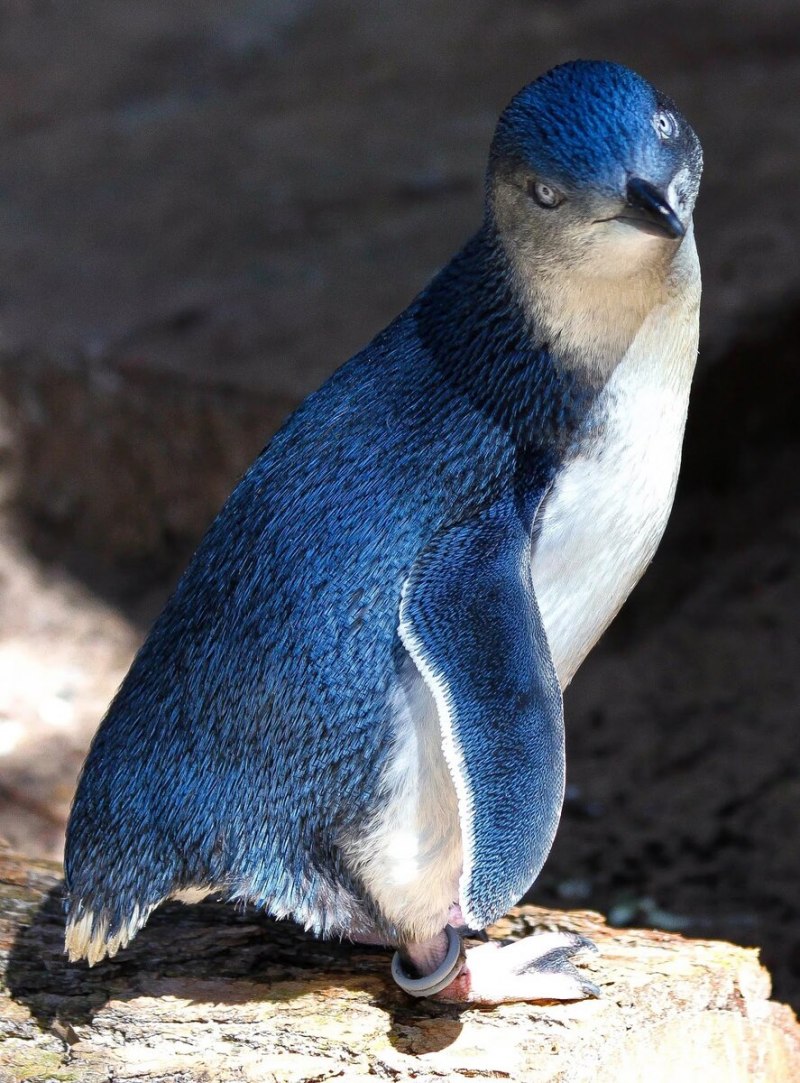 Синий пингвин (68 фото)