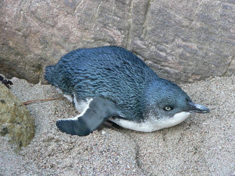 Пингвин little Blue