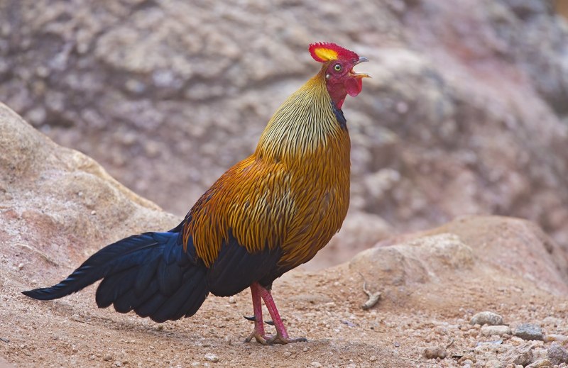 Gallus Bankiva