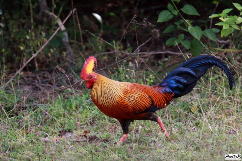 Gallus Gallus spadiceus