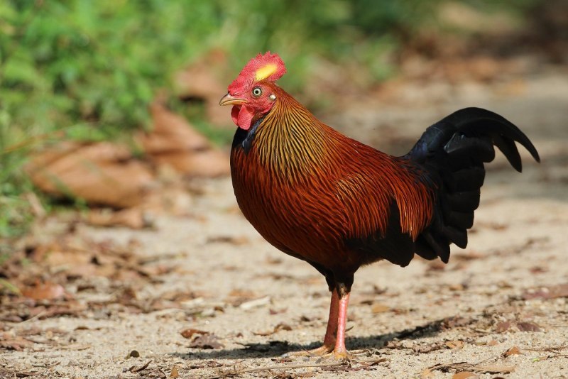 Банкивские куры (Gallus Gallus).