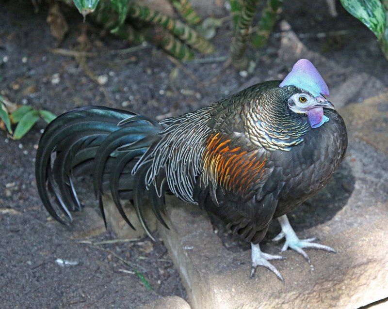 The Red junglefowl Gallus Gallus