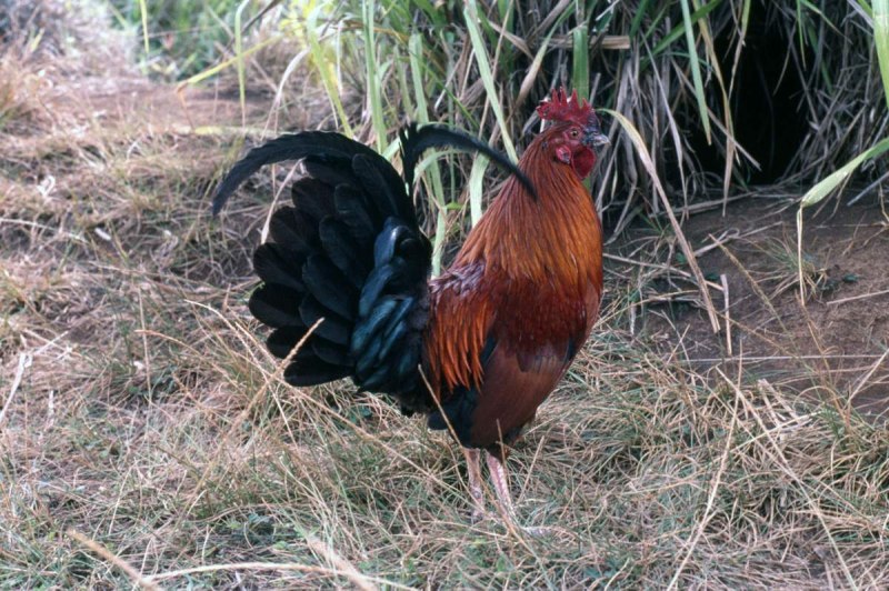 Банкивская джунглевая курица (Gallus Gallus)