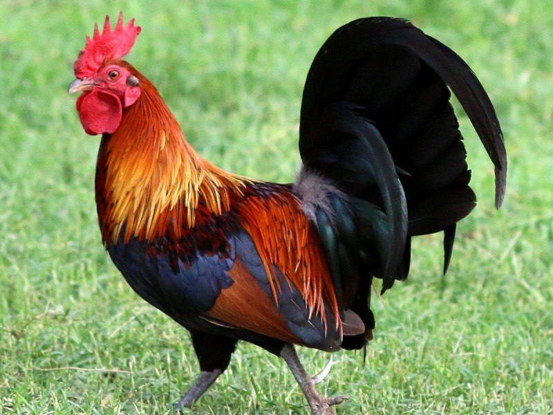 Дикие банкивские куры