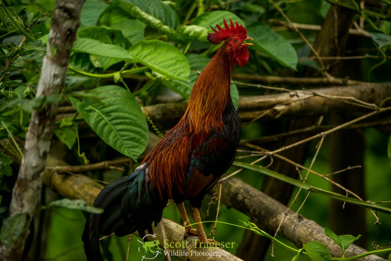Gallus Gallus spadiceus
