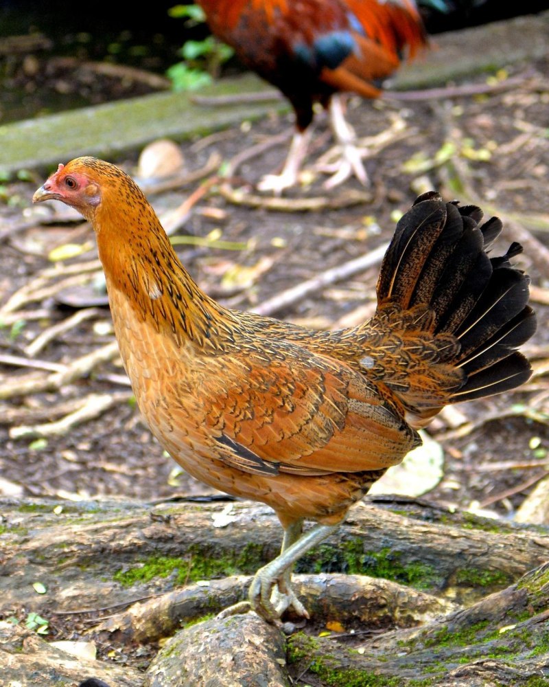 Банкивские куры (Gallus Gallus).