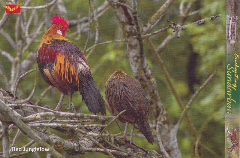 Gallus sonneratii