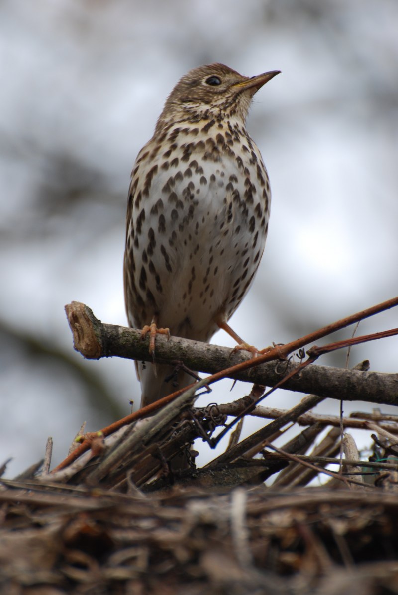 Певчий Дрозд (лат. Turdus philomelos)