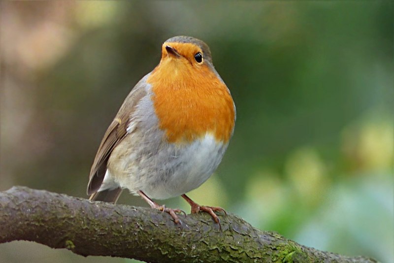 Erithacus rubecula Малиновка