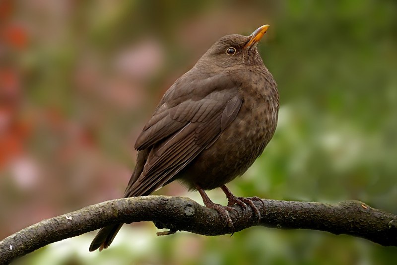 Turdus Merula самка
