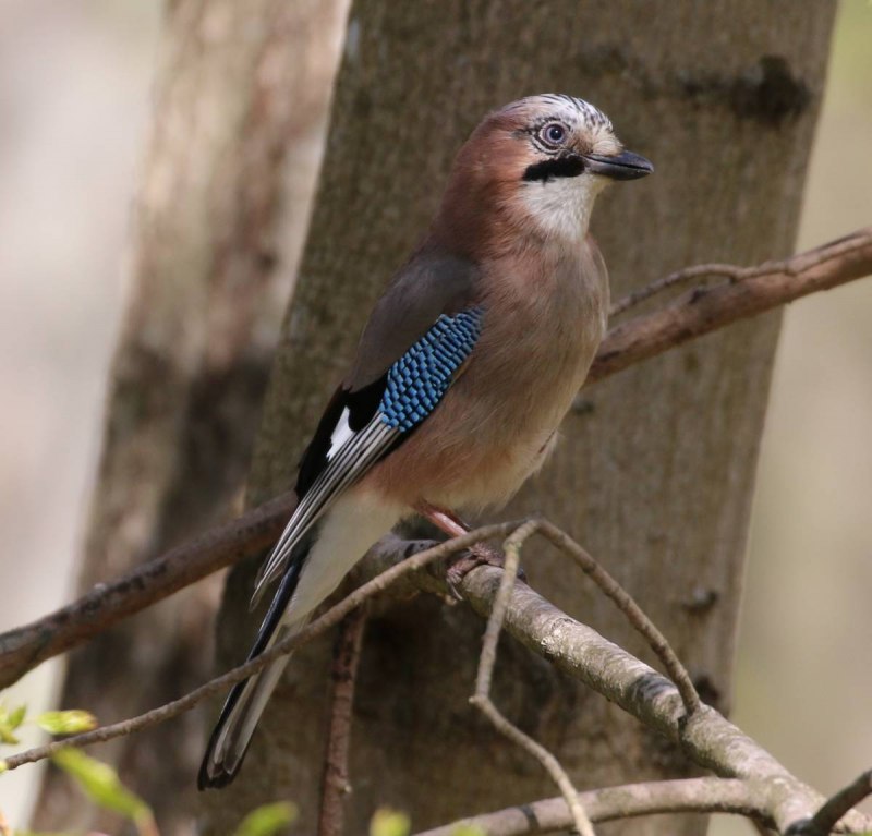 Garrulus glandarius glandarius