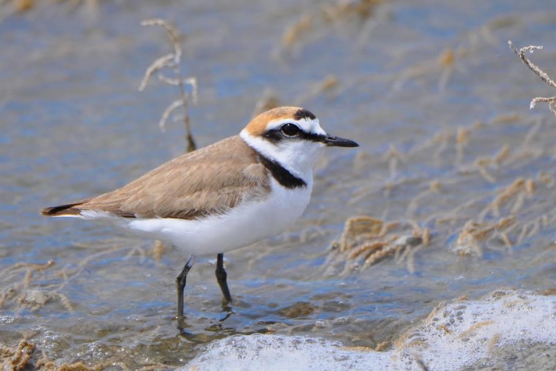 Kentish Plover