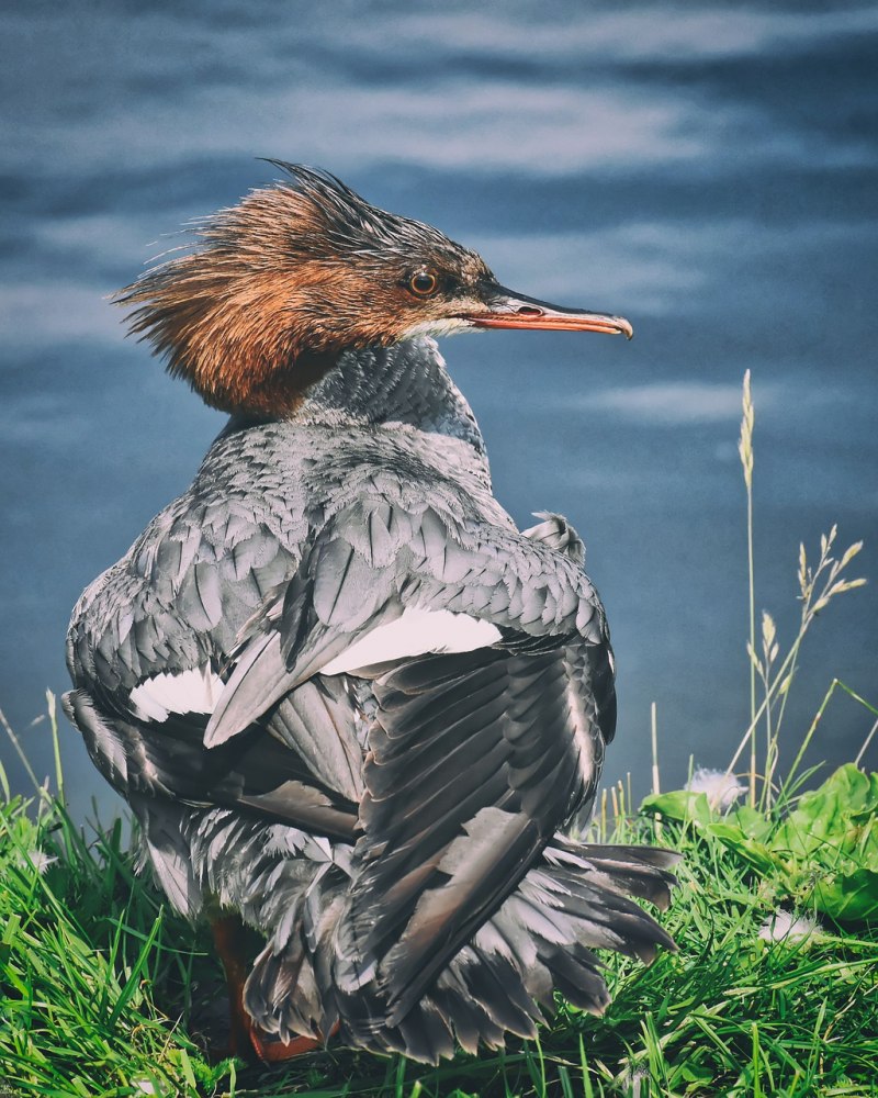 Большой крохаль Mergus Merganser
