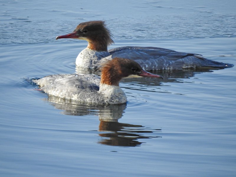 Большой крохаль Mergus Merganser