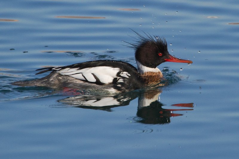 Scaly-Sided Merganser